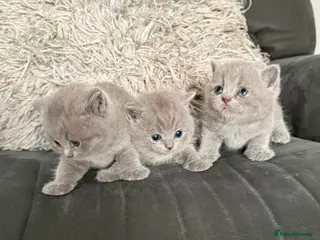 British Shorthair cats Gorgeous British shorthair kittens - Advert 14