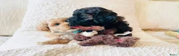 Maltipoo dogs for sale: Stunning F1 Toy Maltipoo Puppies - Boy & Girl - Advert 7