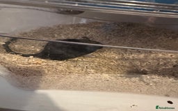 Gerbil rodents for sale: 2x FREE gerbils with cages - Image 4