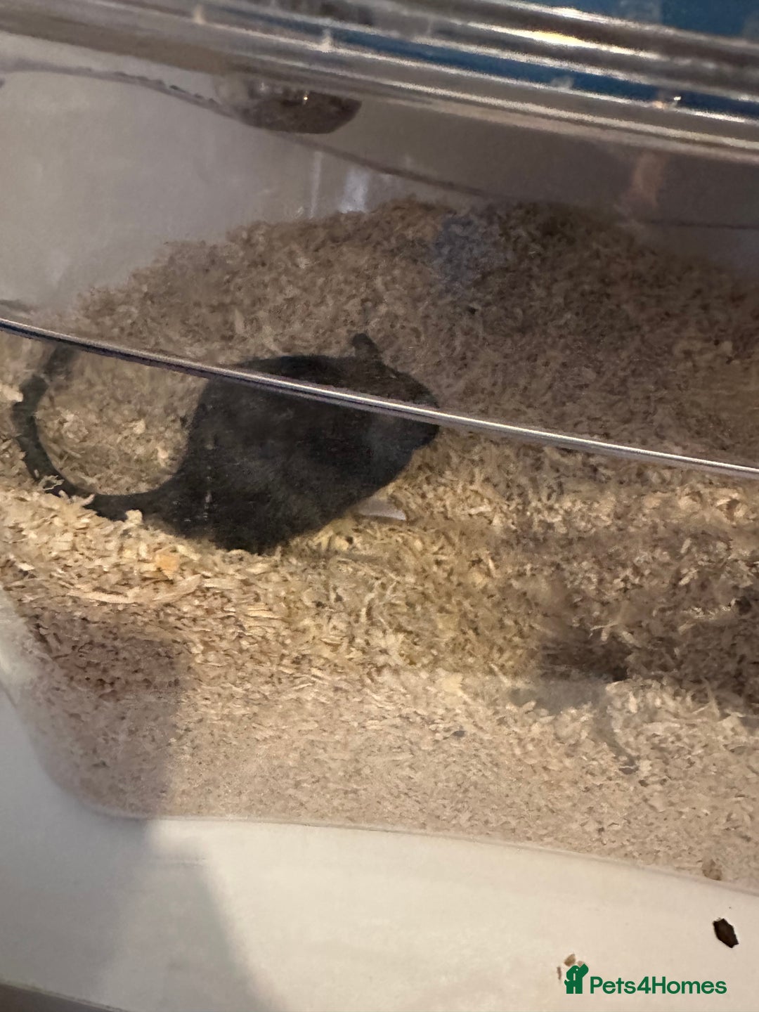 Gerbil rodents for sale: 2x FREE gerbils with cages - Image 4