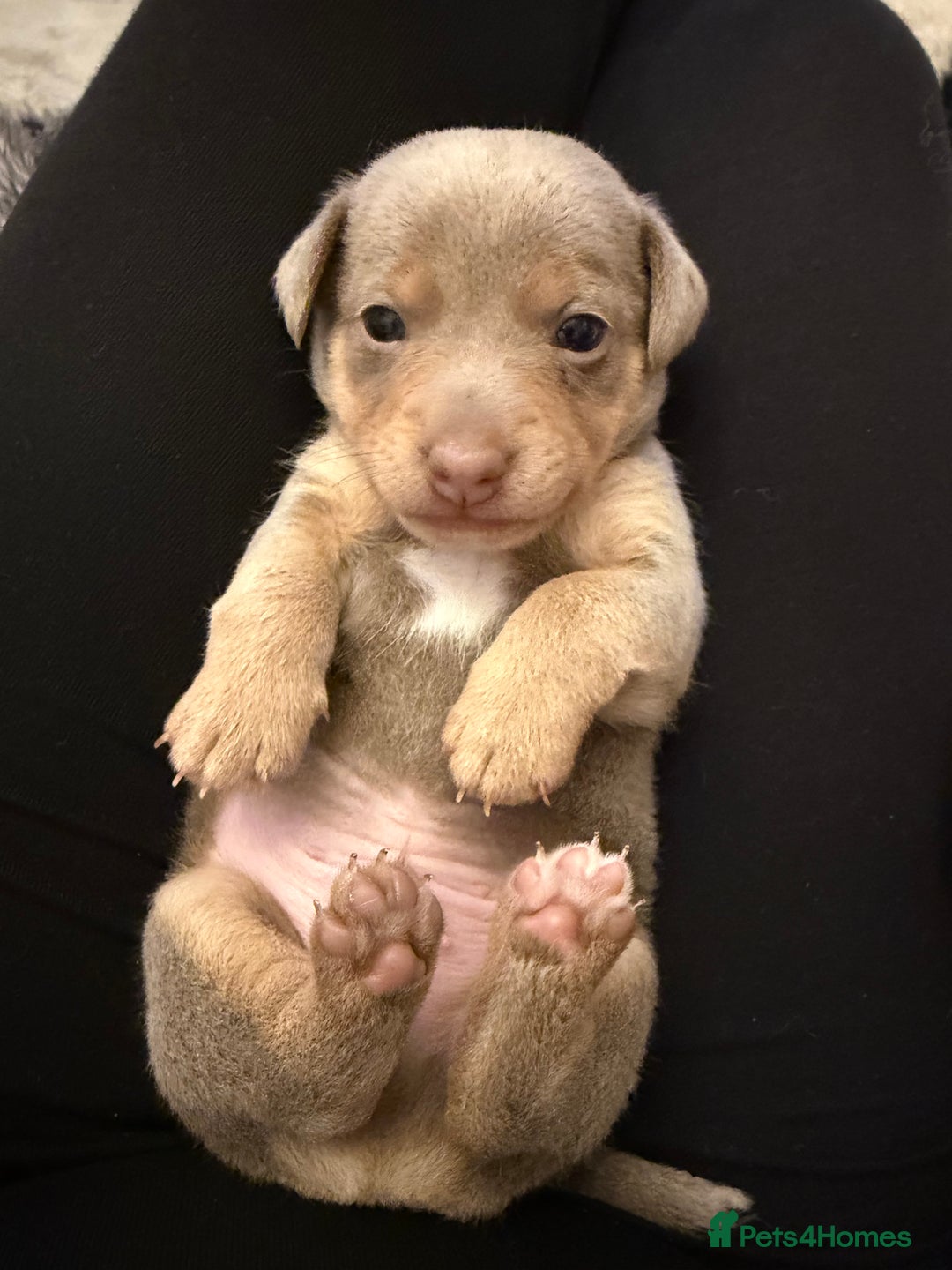 Jack Russell dogs for sale: Beautiful miniature lilac and tan boy  - Advert 8