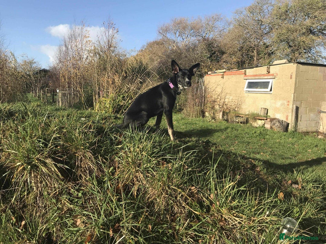 Mixed Breed dogs for adoption: Minnie is ready for her forever home - Advert 4