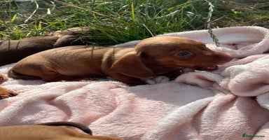 Miniature Dachshund dogs - Advert 6
