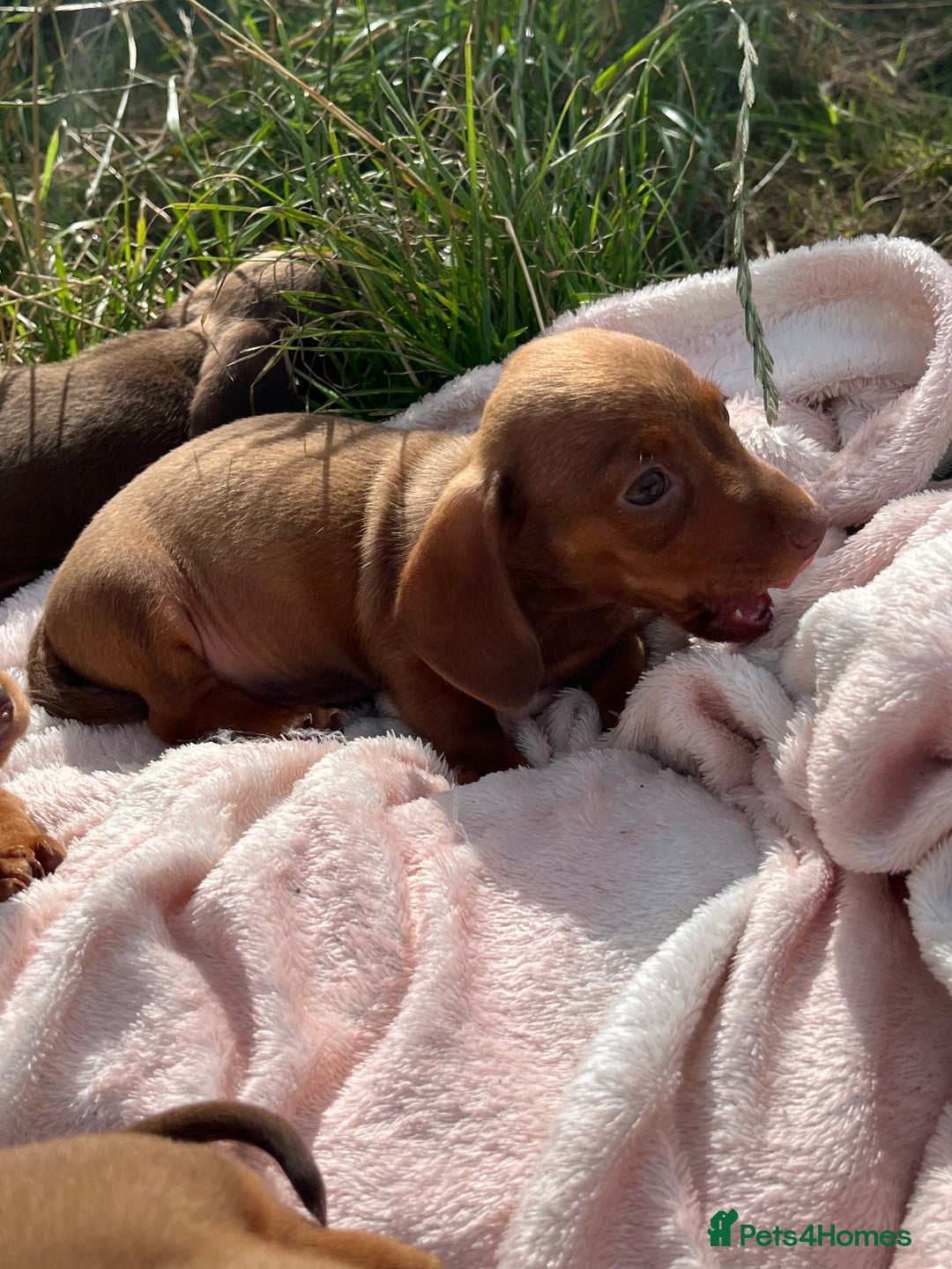 Miniature Dachshund dogs for sale: dachshund puppies - Image 2