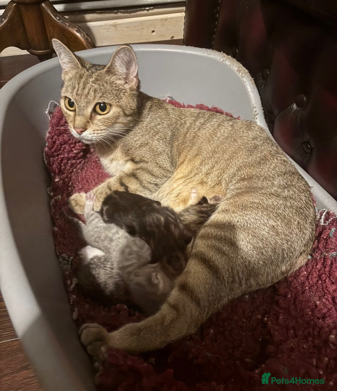 Mixed Breed cats Beautiful friendly tabby kittens  - Advert 1