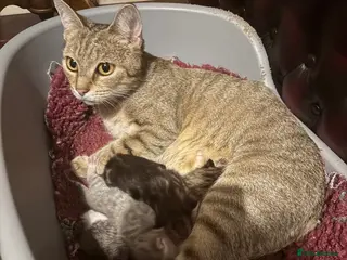 Mixed Breed cats Beautiful friendly tabby kittens - Advert 1