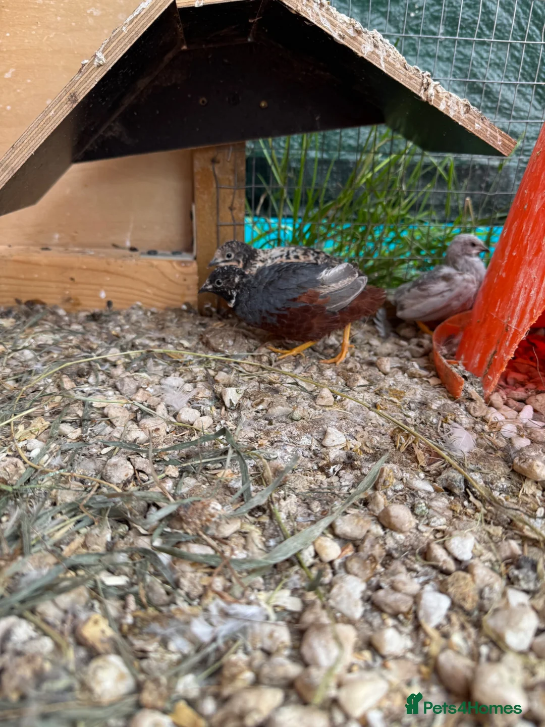 Quail poultry for sale: Adult Button quails - Advert 4