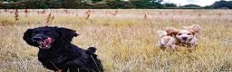 Cocker Spaniel dogs for sale: KC, Docked legally working Cocker Spaniels - Advert 8