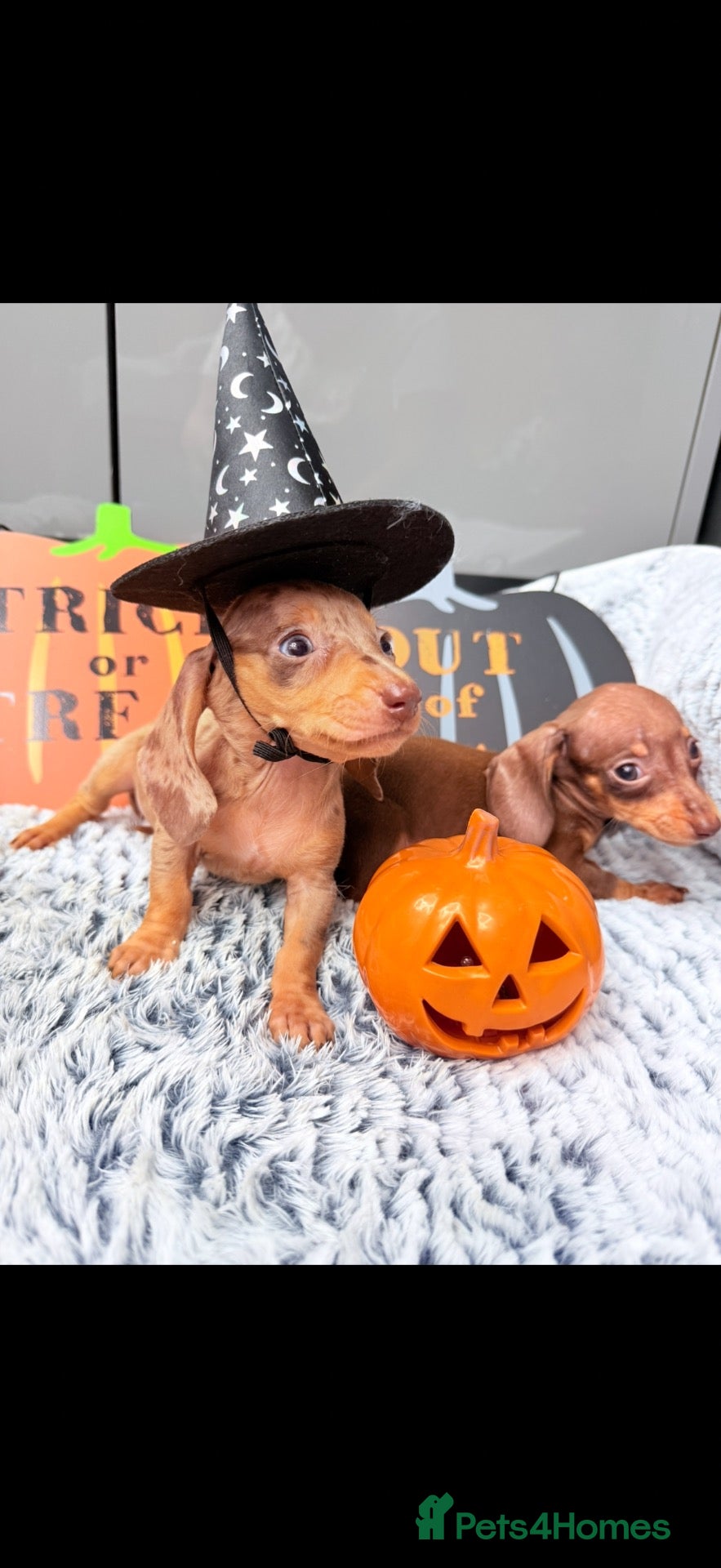 Dachshund dogs Miniature dachshunds  - Advert 1