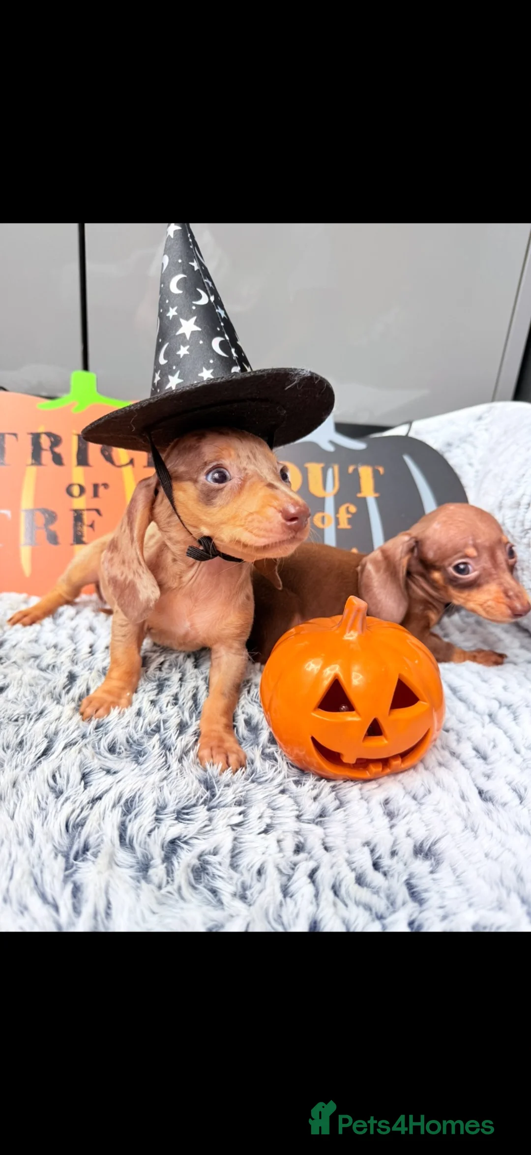 Dachshund dogs for sale: Miniature dachshunds  - Advert 1