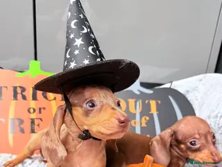 Dachshund dogs Miniature dachshunds - Advert 1