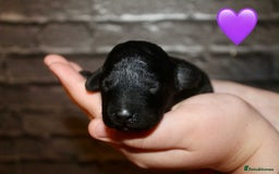 Cockapoo dogs for sale: Health tested Asian toy Cockapoo puppies  - Image 8