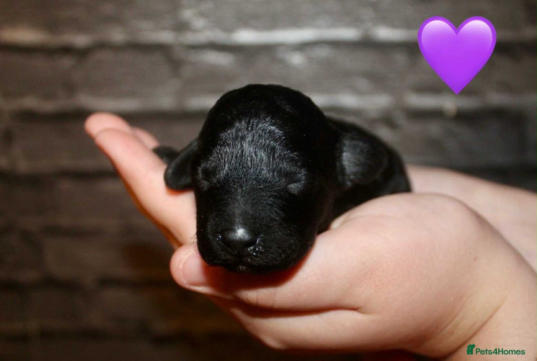 Cockapoo dogs for sale: Health tested Asian toy Cockapoo puppies  - Image 8