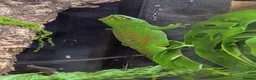 Gecko reptiles for sale: 2 x Madagascan Giant Day Gecko's  - Advert 3