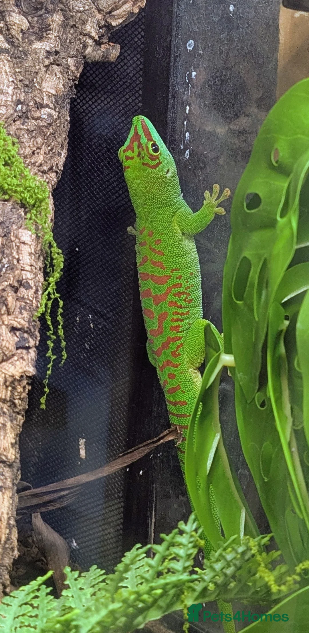 Gecko reptiles for sale: 2 x Madagascan Giant Day Gecko's  - Advert 3