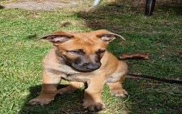 Belgian Shepherd Dog dogs for sale: Belgian malinois puppy - Image 7