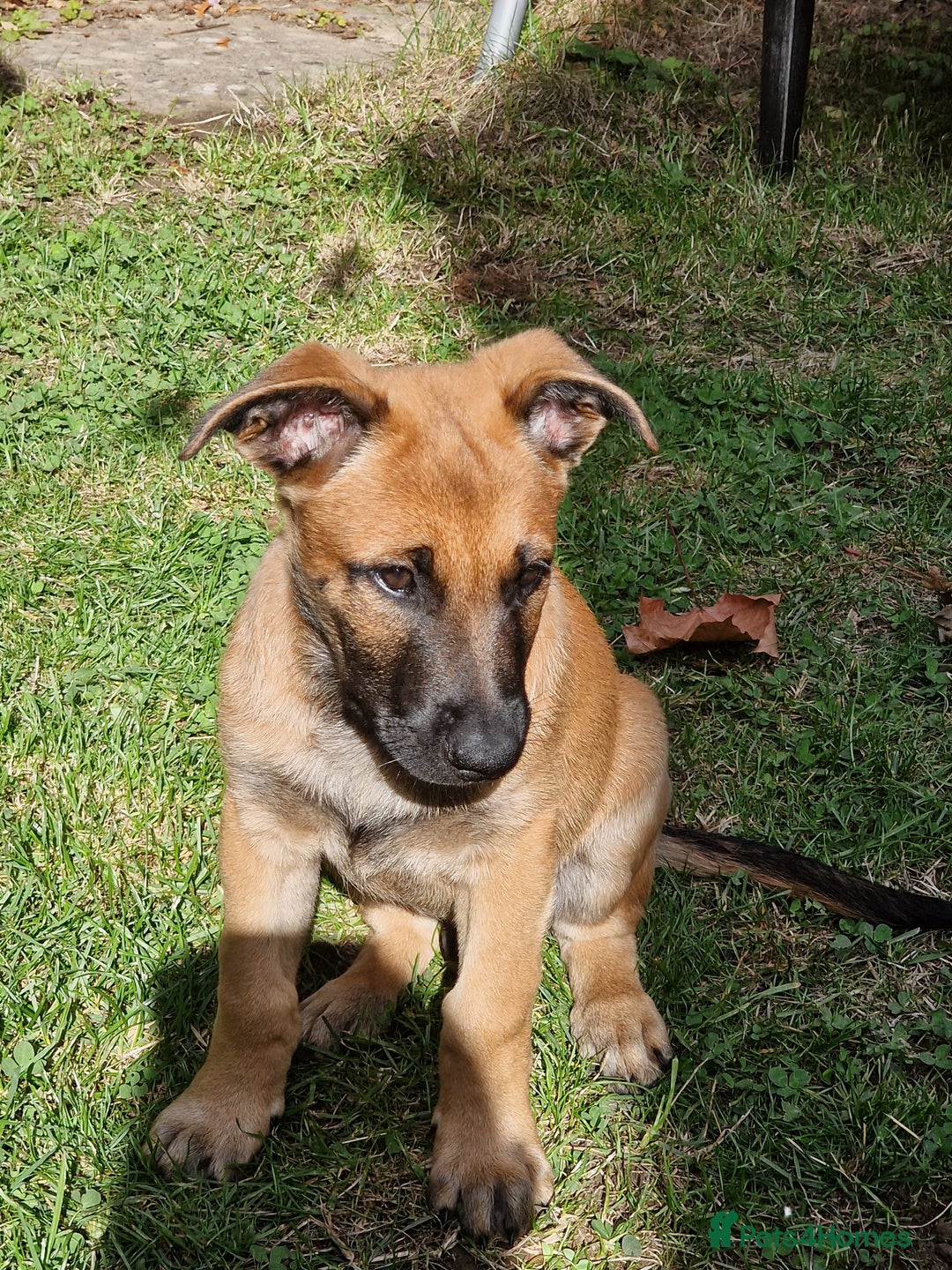 Belgian Shepherd Dog dogs for sale: Belgian malinois puppy - Image 7