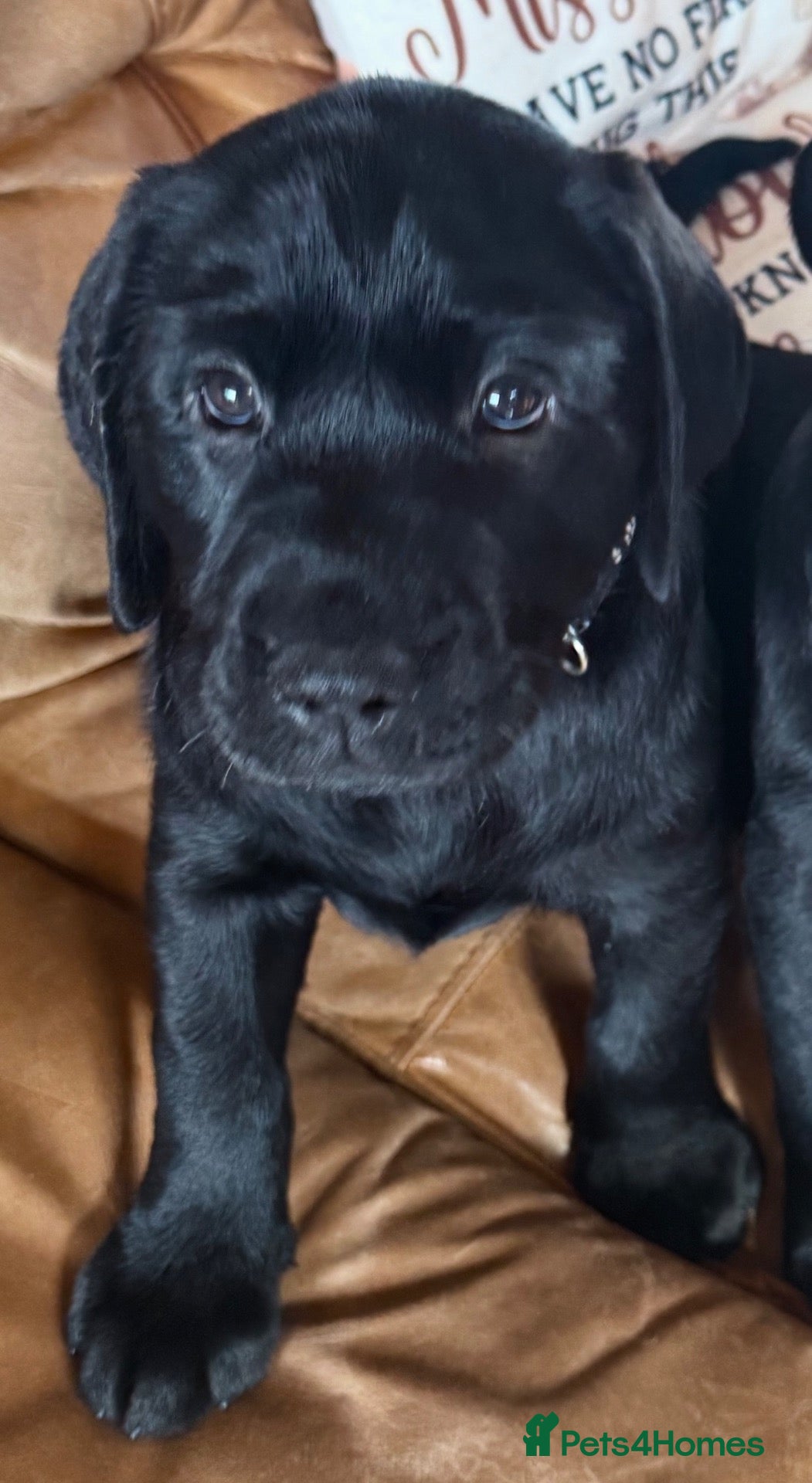 Labrador Retriever dogs Labrador puppies from a 5 Star License Breeder  - Advert 3