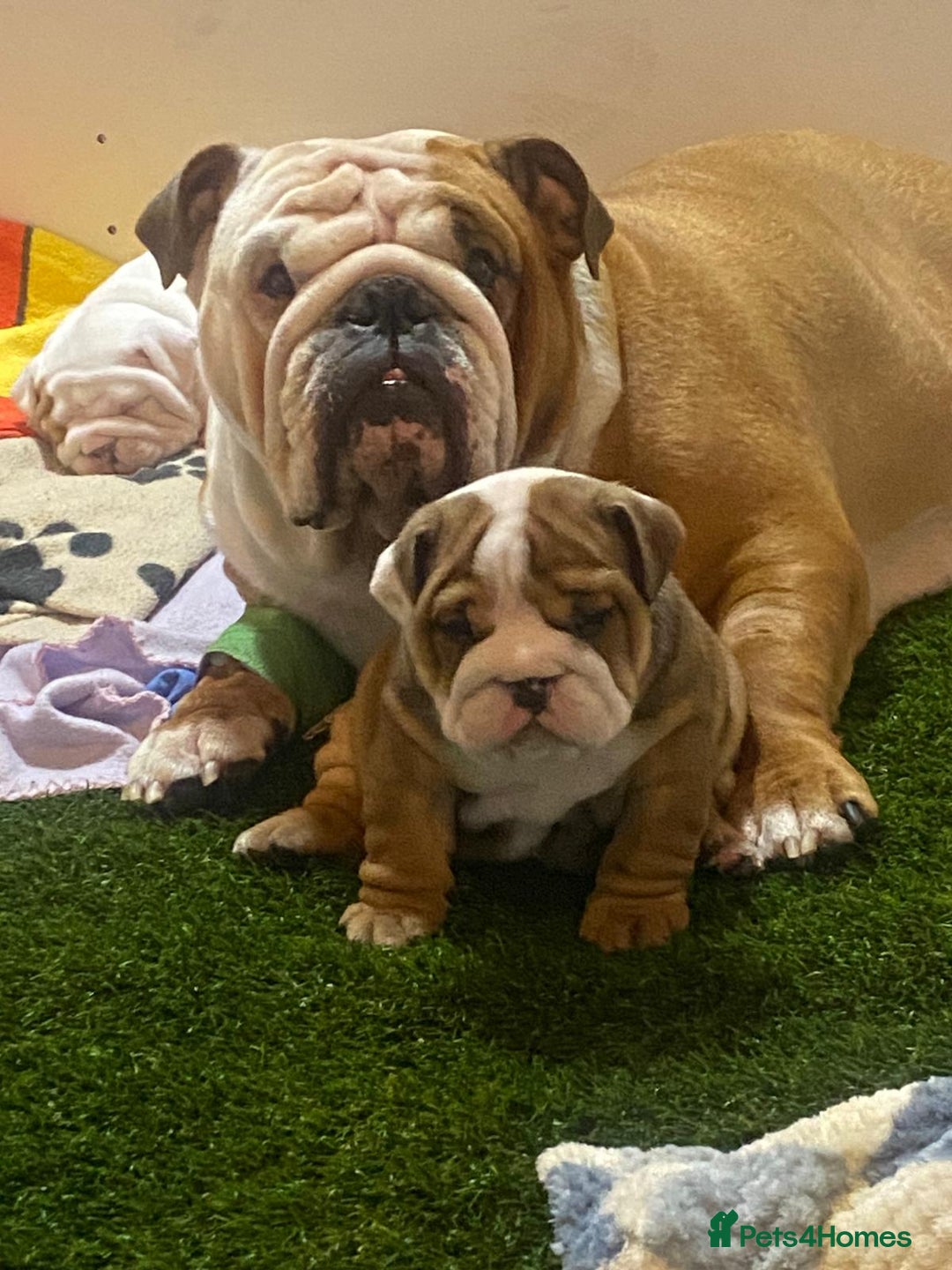 English Bulldog dogs for sale: Champion Sired KC Reg Bulldog Puppies  - Advert 2