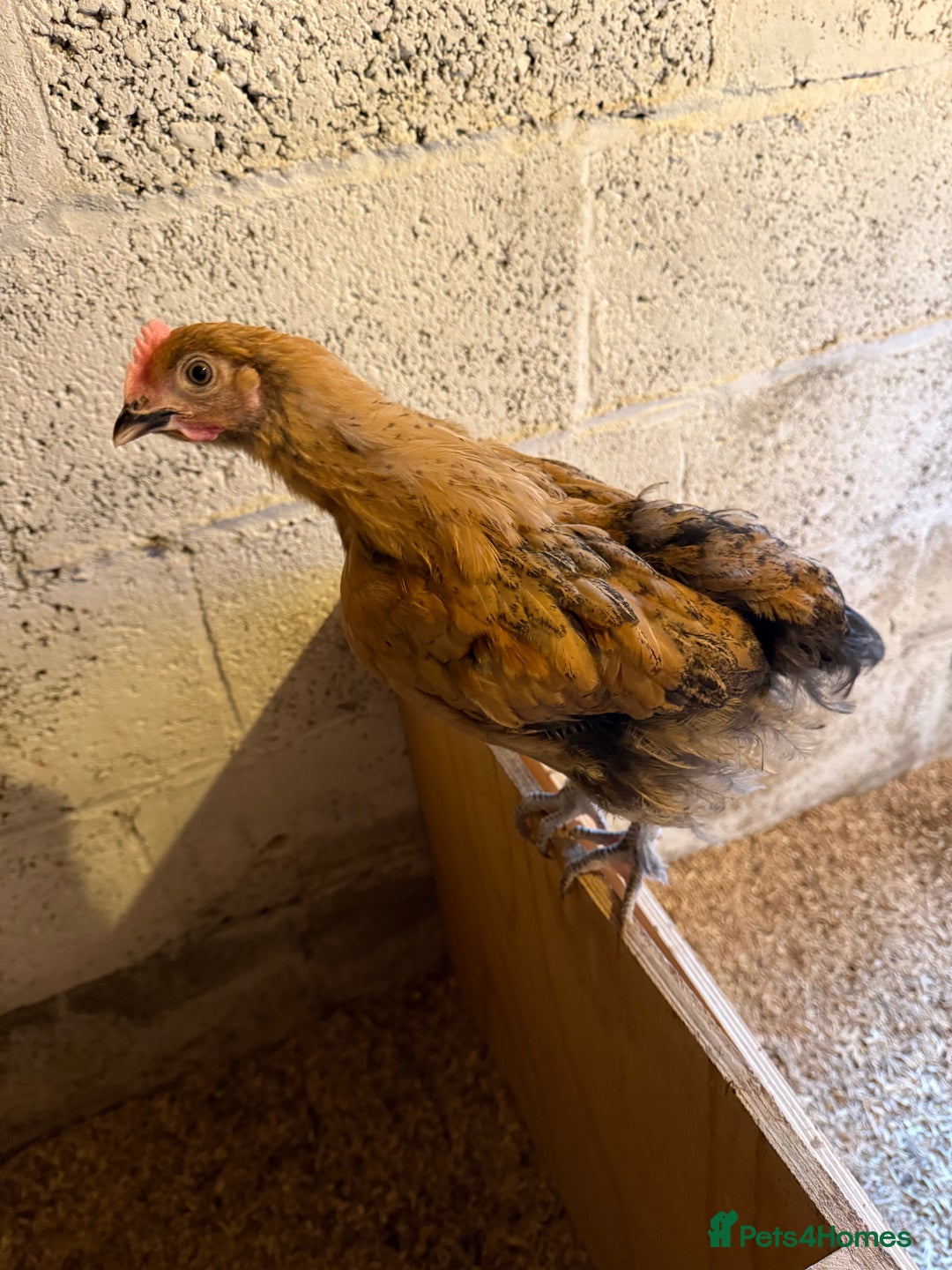 Chickens poultry for sale: 6 week old chickens various colours - Image 8