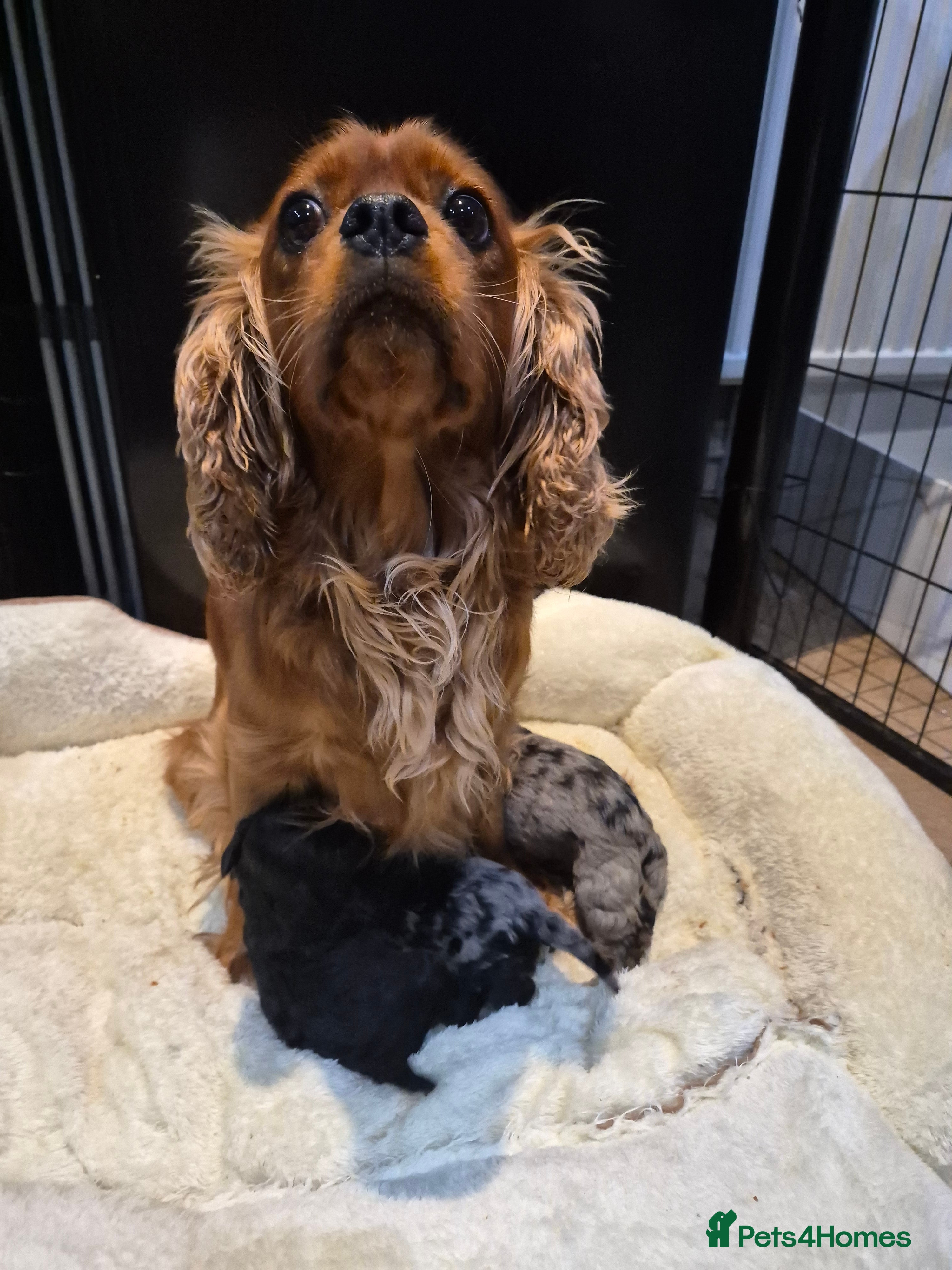Cavapoo dogs Rare merle f1 cavapoo puppies  - Advert 1