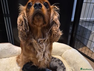 Cavapoo dogs Rare merle f1 cavapoo puppies - Advert 1