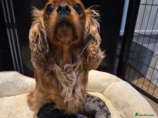 Cavapoo dogs Rare merle f1 cavapoo puppies - Advert 6