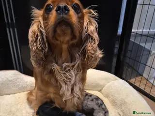 Cavapoo dogs Rare merle f1 cavapoo puppies - Advert 5