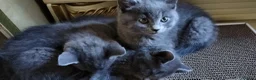 British Shorthair cats for sale: Beautiful British short hair kittens  - Advert 6