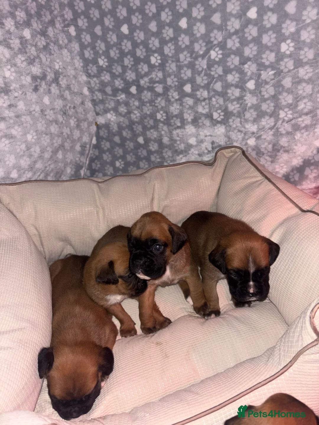 Boxer dogs for sale: 8 beautiful Boxer puppies - Advert 3