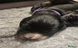 Cocker Spaniel dogs for sale: Beautiful Working Cocker Spaniel Puppies for Sale - Image 11