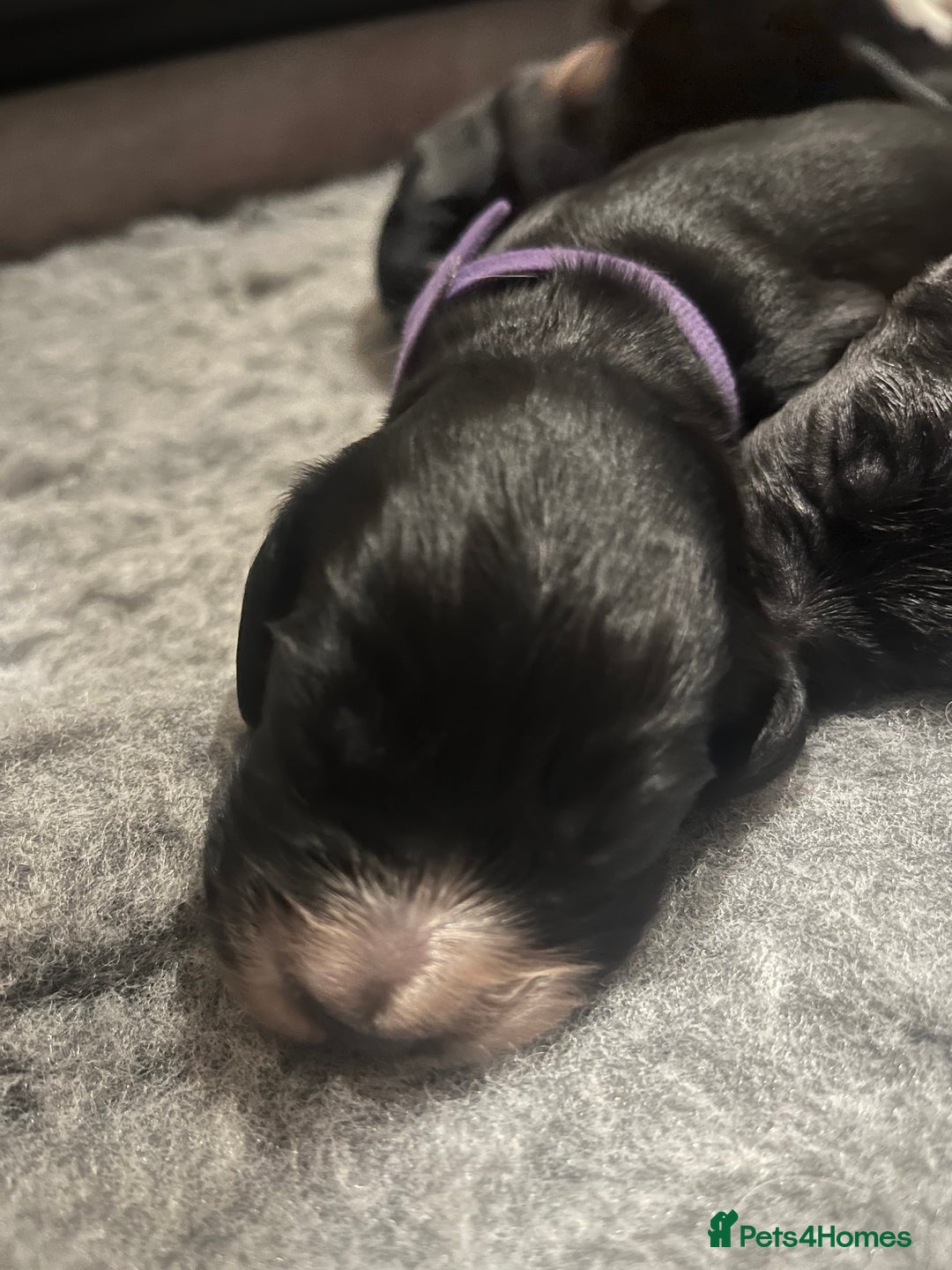 Cocker Spaniel dogs for sale: Beautiful Working Cocker Spaniel Puppies for Sale - Image 11