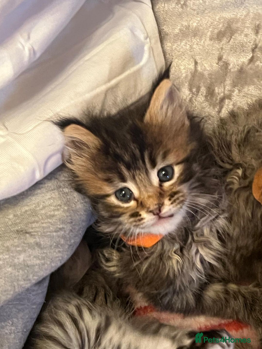 Maine Coon cats for sale: Full breed Mainecoon kittens ready 17th February  - Advert 7