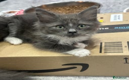 Maine Coon cats for sale: Mainecoon  - Advert 1