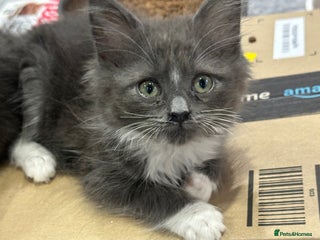 Maine Coon cats - Advert 2