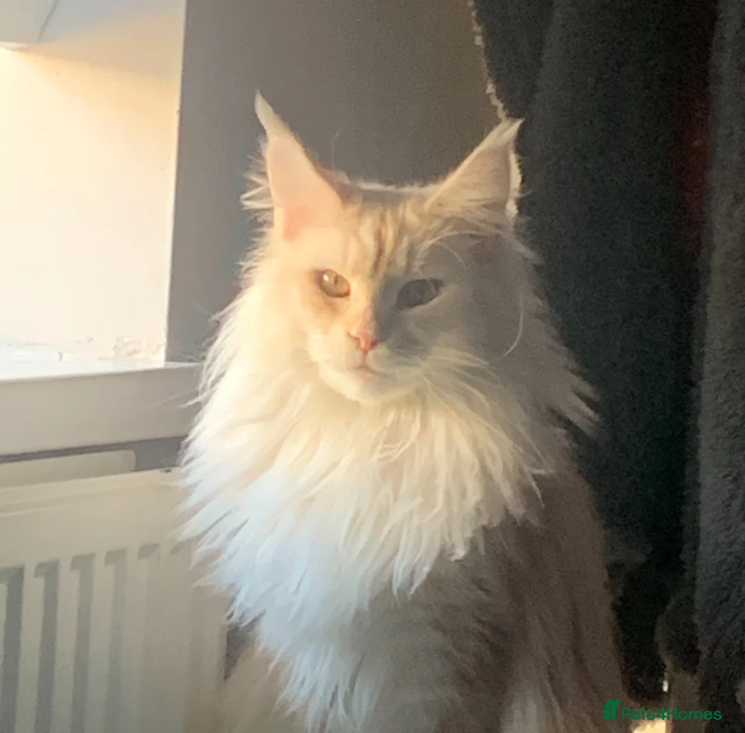 Maine Coon cats for sale: Full pedigree, Shaded Maine Coon boys - Advert 1