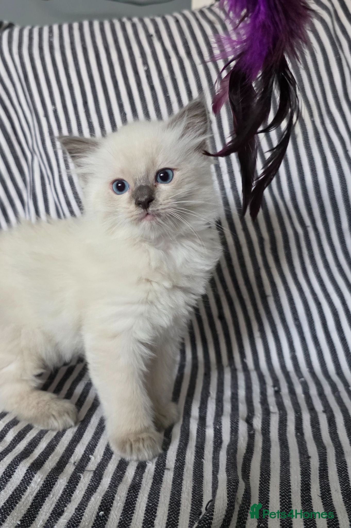 Ragdoll cats GCCF REGISTERED RAGDOLL KITTENS - Advert 2