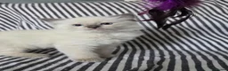 Ragdoll cats for sale: GCCF REGISTERED RAGDOLL KITTENS - Advert 2
