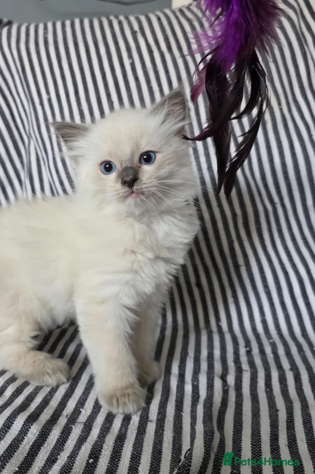 Ragdoll cats for sale: GCCF REGISTERED RAGDOLL KITTENS - Advert 2