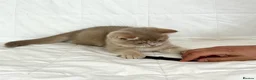 British Shorthair cats for sale: 🐾Purebred BSH Kittens🐾  in London - Advert 20