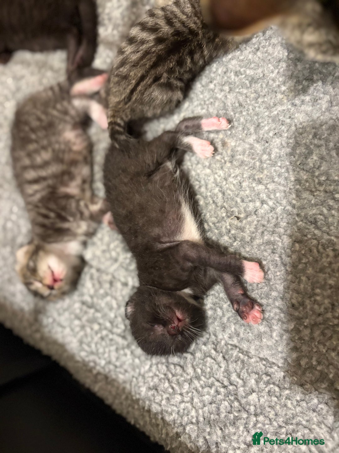 Mixed Breed cats for sale: 2 Tabby & 1 Black Female, 1 Black/White Male - Image 9