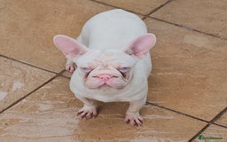 French Bulldog dogs for sale: 🎀 Choc & Tan wrapped in Pink Velvet Big ➰️ - Image 15