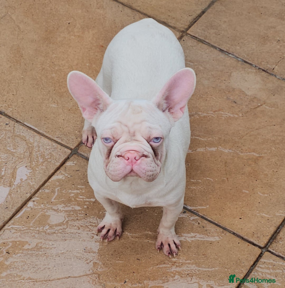 French Bulldog dogs for sale: 🎀 Choc & Tan wrapped in Pink Velvet Big ➰️ - Image 15