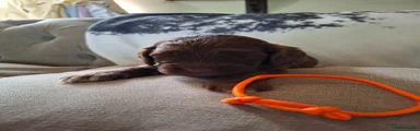 Cockapoo 4