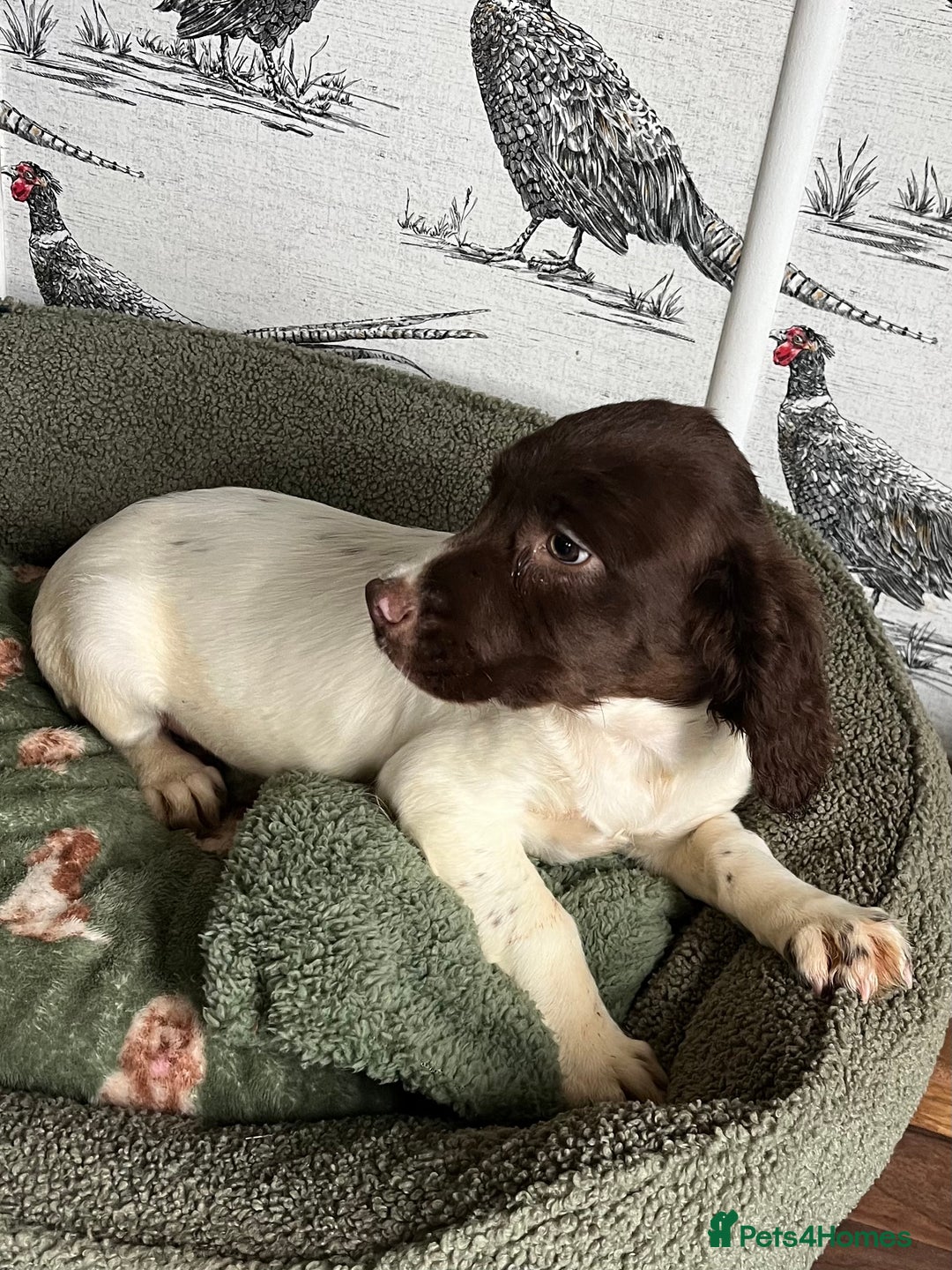 English Springer Spaniel dogs for sale: Working Springer Spaniel Bitch Pup - Advert 2