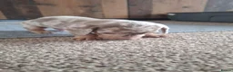 Miniature Dachshund dogs for sale: Outstanding KC Reg Mini Dachshund Puppies   in Wigan - Advert 25