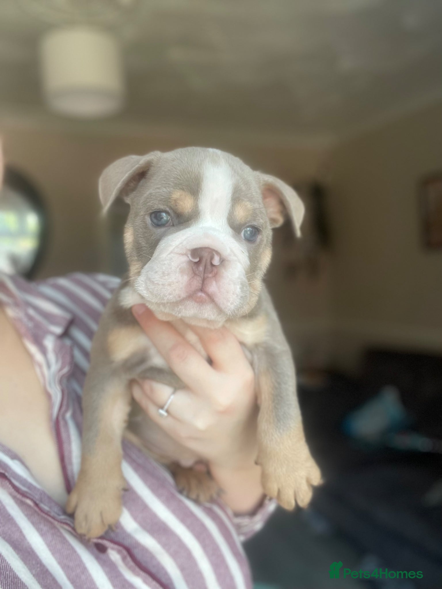 English Bulldog dogs 1 ENGLISH BULLDOG MALE LEFT MIKE - Advert 11