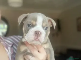 English Bulldog dogs 1 ENGLISH BULLDOG MALE LEFT MIKE - Advert 11