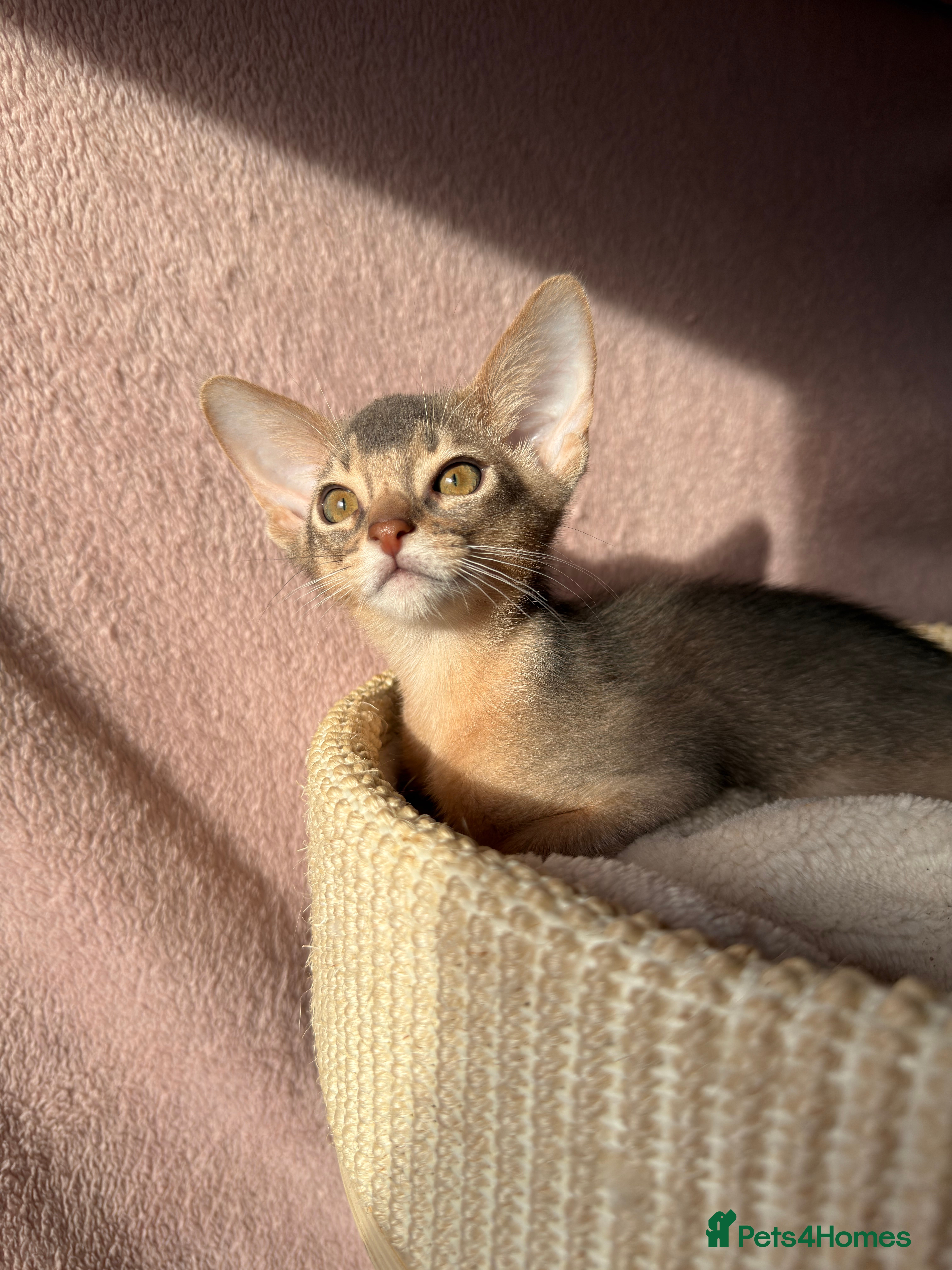 Abyssinian cats 💙 One Blue Male Abyssinian Kittens left 💙 - Advert 3