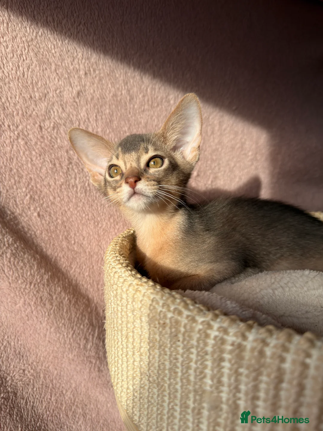 Abyssinian cats for sale: 💙 One Blue Male Abyssinian Kittens left 💙 - Advert 1